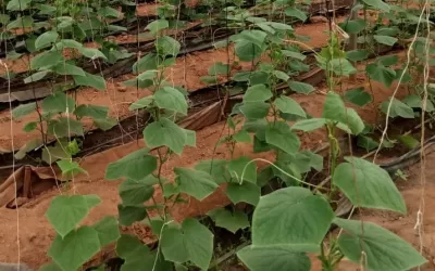 GreenHouse Production of Cucumber