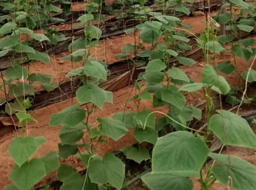 GreenHouse Production of Cucumber