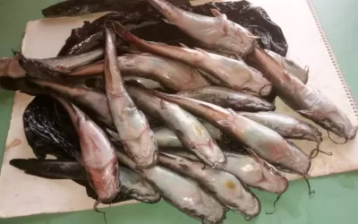 Harvested Catfish from Bellstech Farm