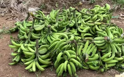Harvested Plantain from Bellstech Farm